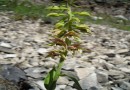 Epipactis helleborine ssp persica ©  Pandion Wild Tours